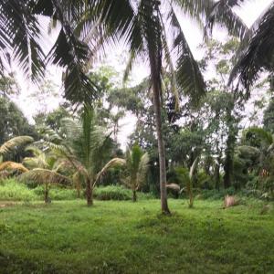 COCONUT LAND FOR SALE WITH OLD HOUSE