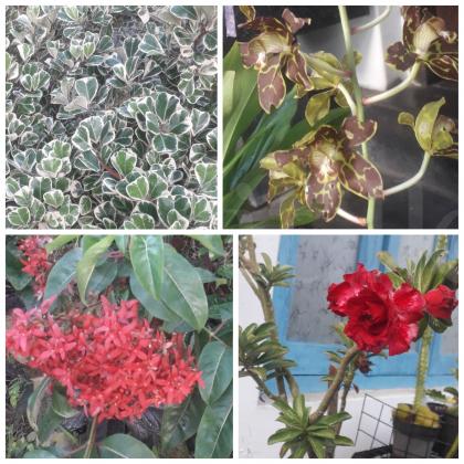 A variety of plants for sale