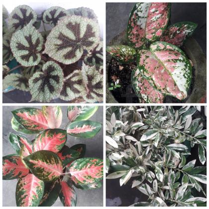 A variety of plants for sale