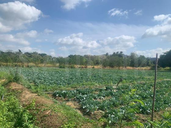 Agriculture Land For Sale in Dambulla