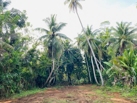 Land for sale in Bentota  ( Rs.325,000 per perch)