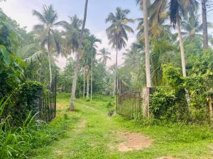 Six(6) acres Coconut Land for Sale in Giriulla, Kurunegala