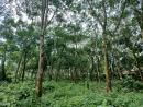 Rubber Cultivated Land for Sale in Sidurangala